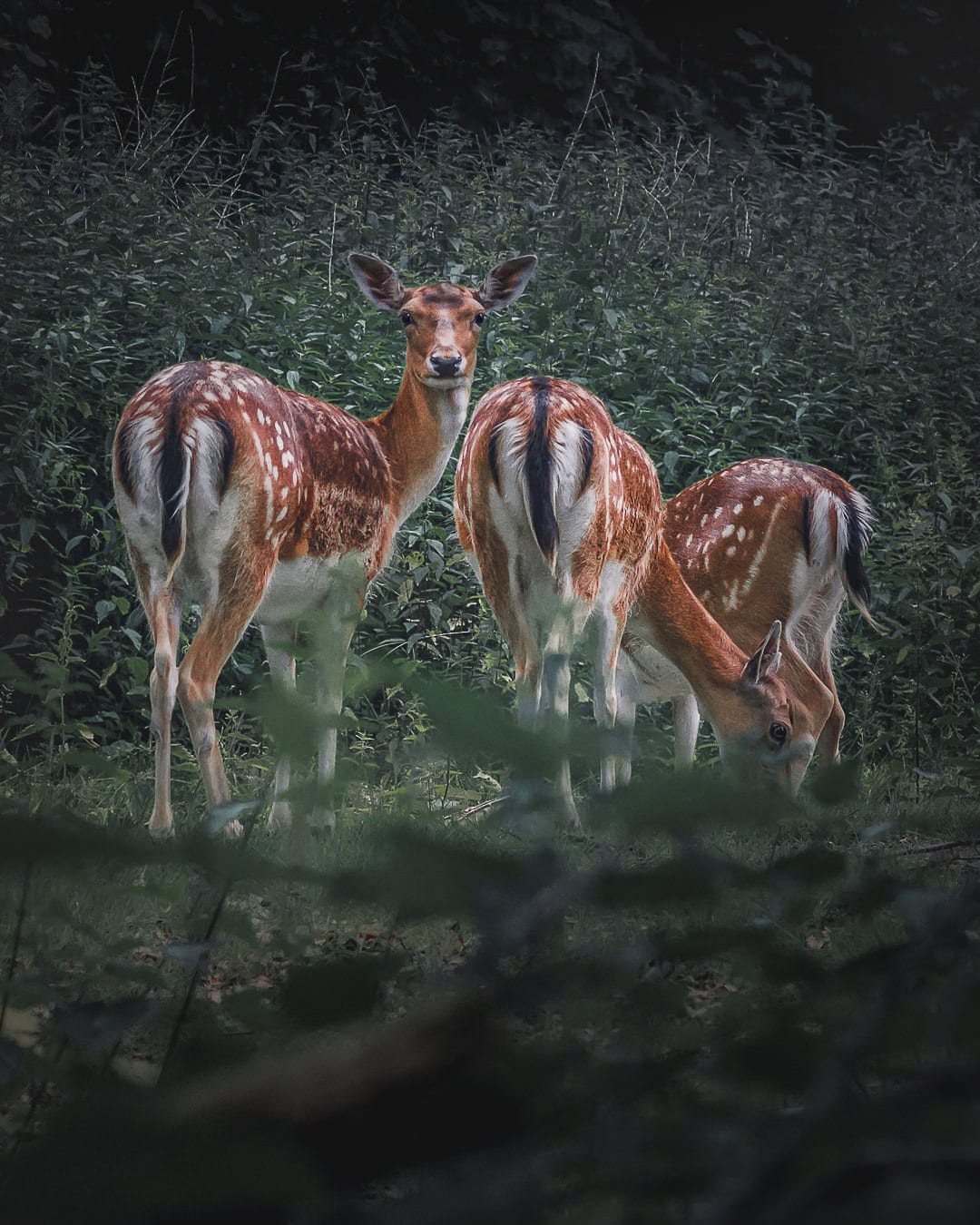 Rehe im Stadtwald Köln