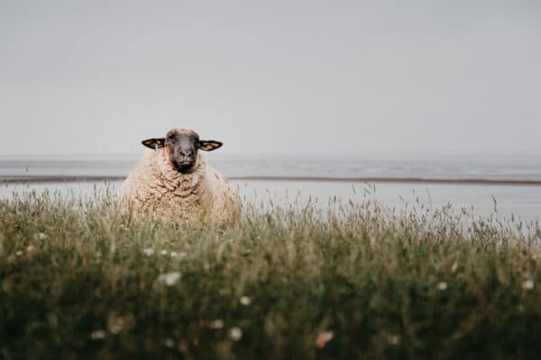 Schaf auf Deich